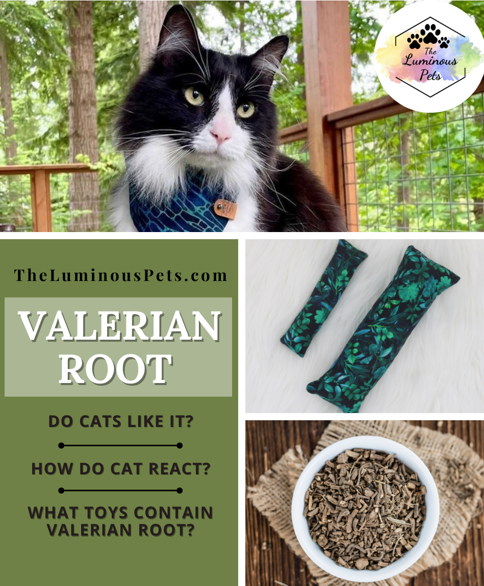 Valerian Root for Cats | Benefits, Toys, Reactions