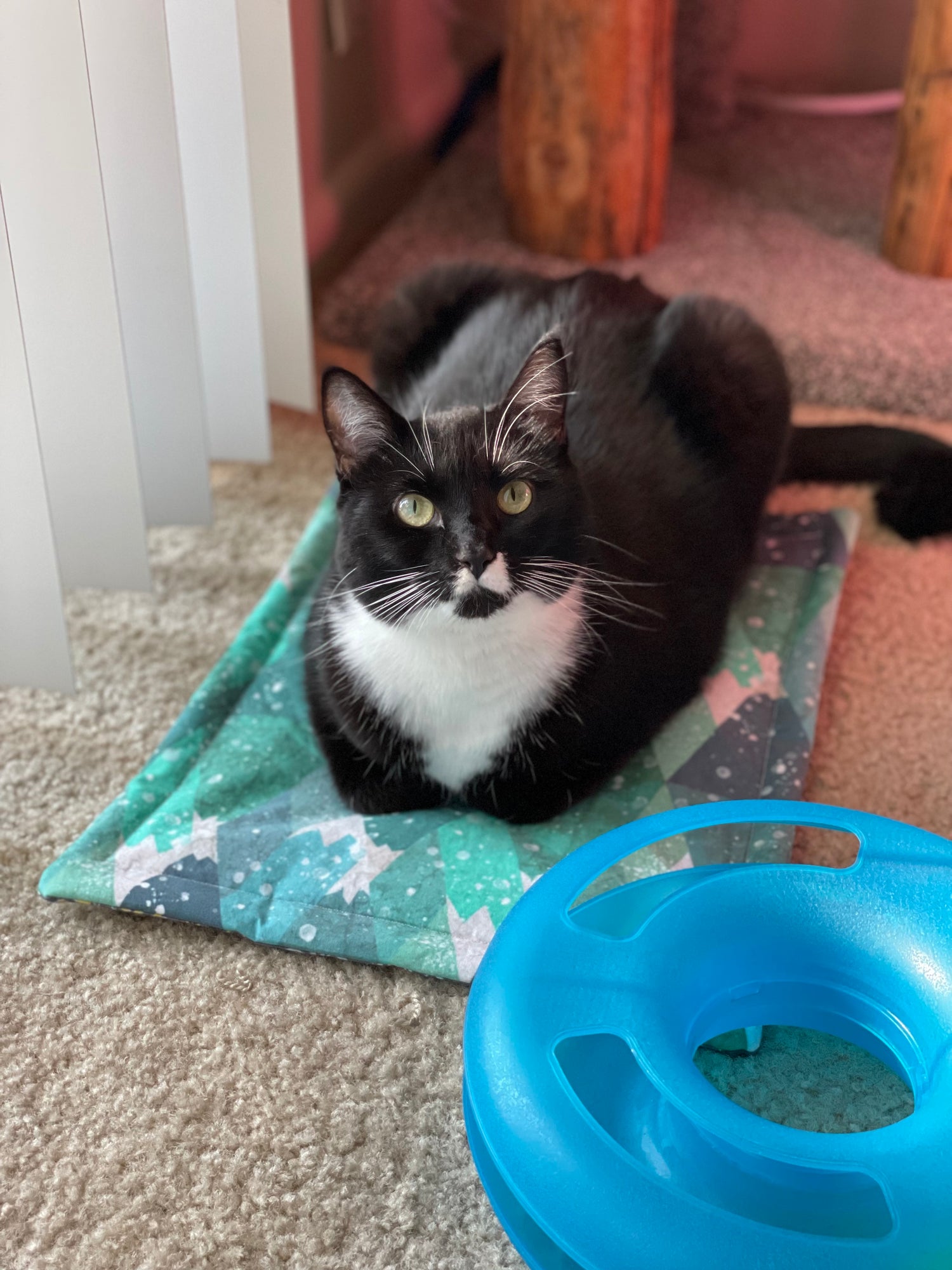 Refillable Catnip & Valerian Root Play Mats
