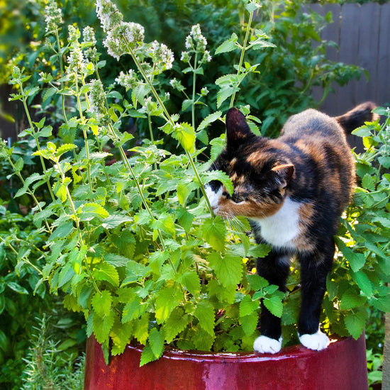 Catnip Plant with Torti with White cat