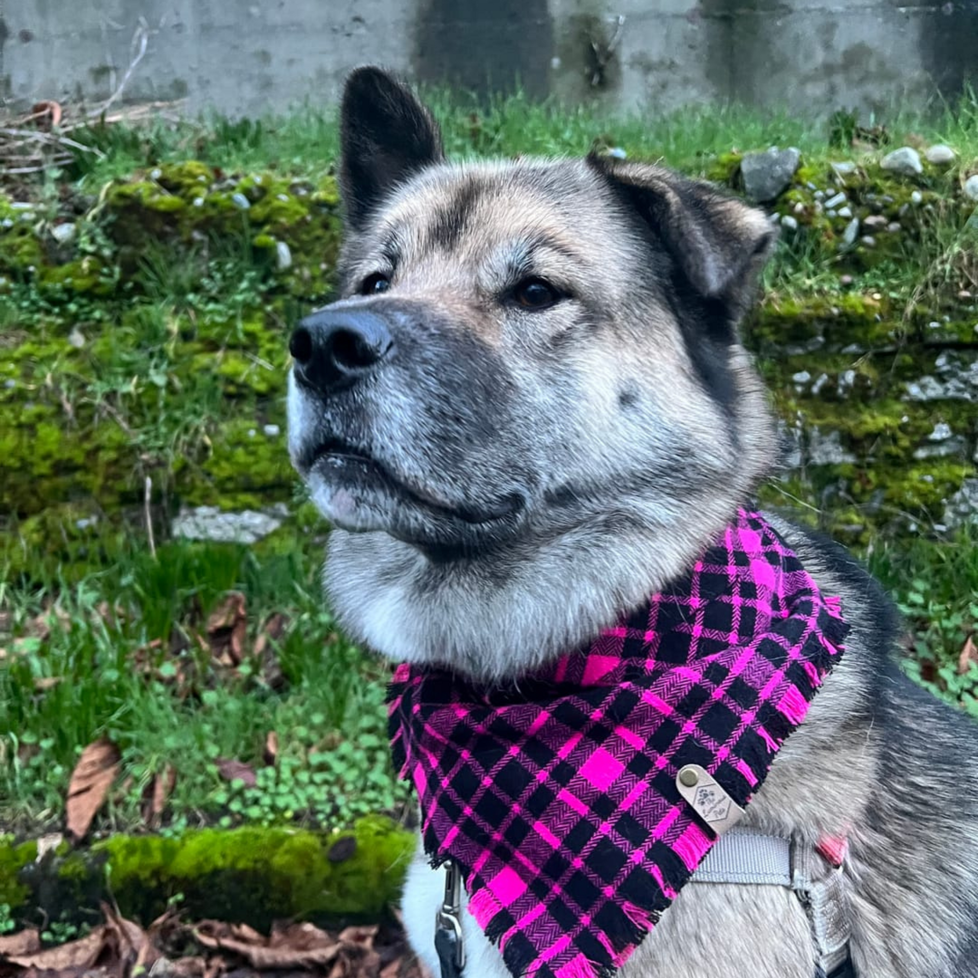 Akita malamute dog in hot pink plaid bandana by The Luminous Pets