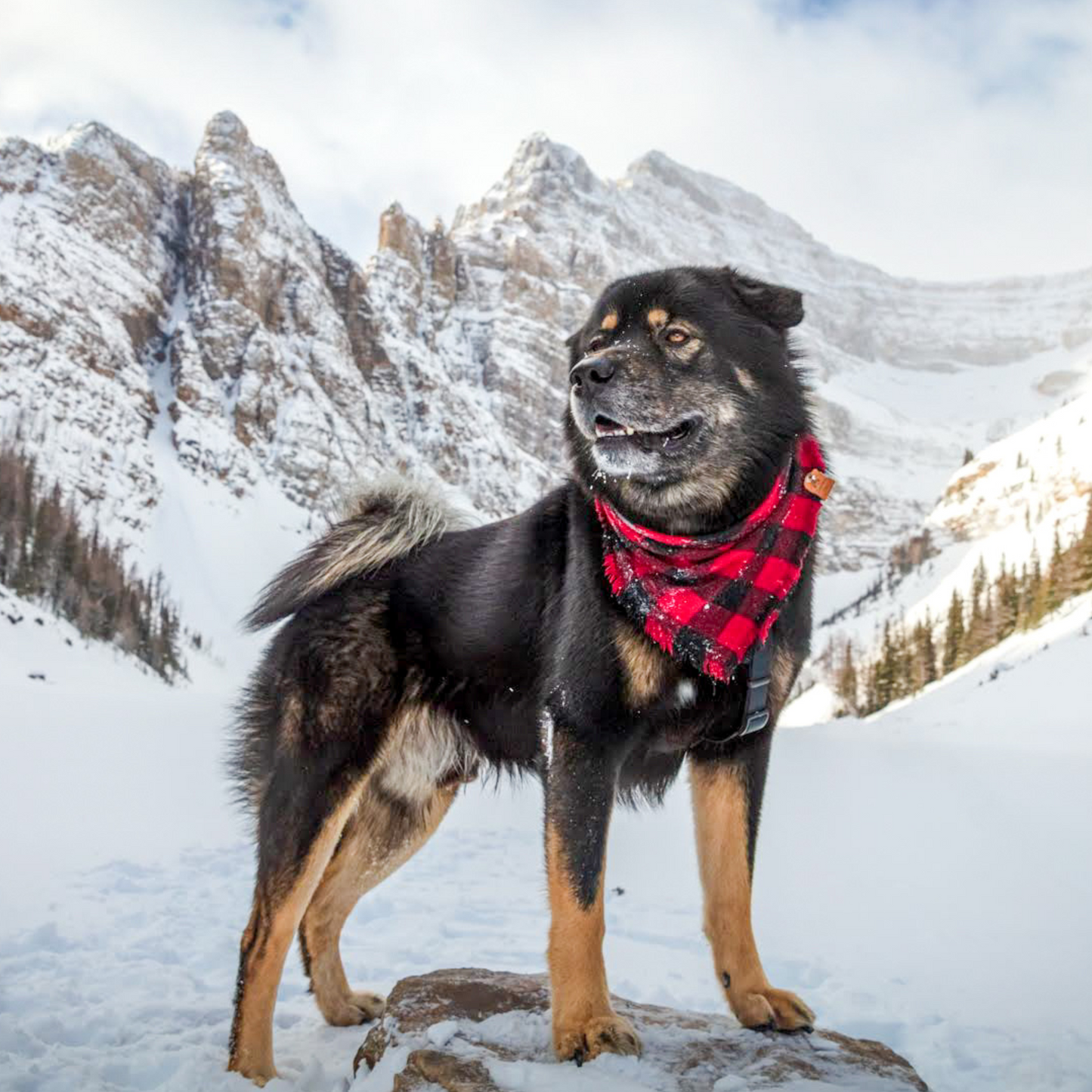 Malamute - Akita mix in the mountains in a buffalo checkered dog bandana | Handmade pet accessories by The Luminous Pets