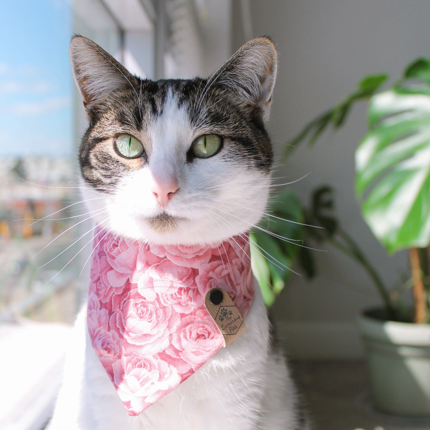 Brown Tabby cat in pink snap on bandana by The Luminous Pets