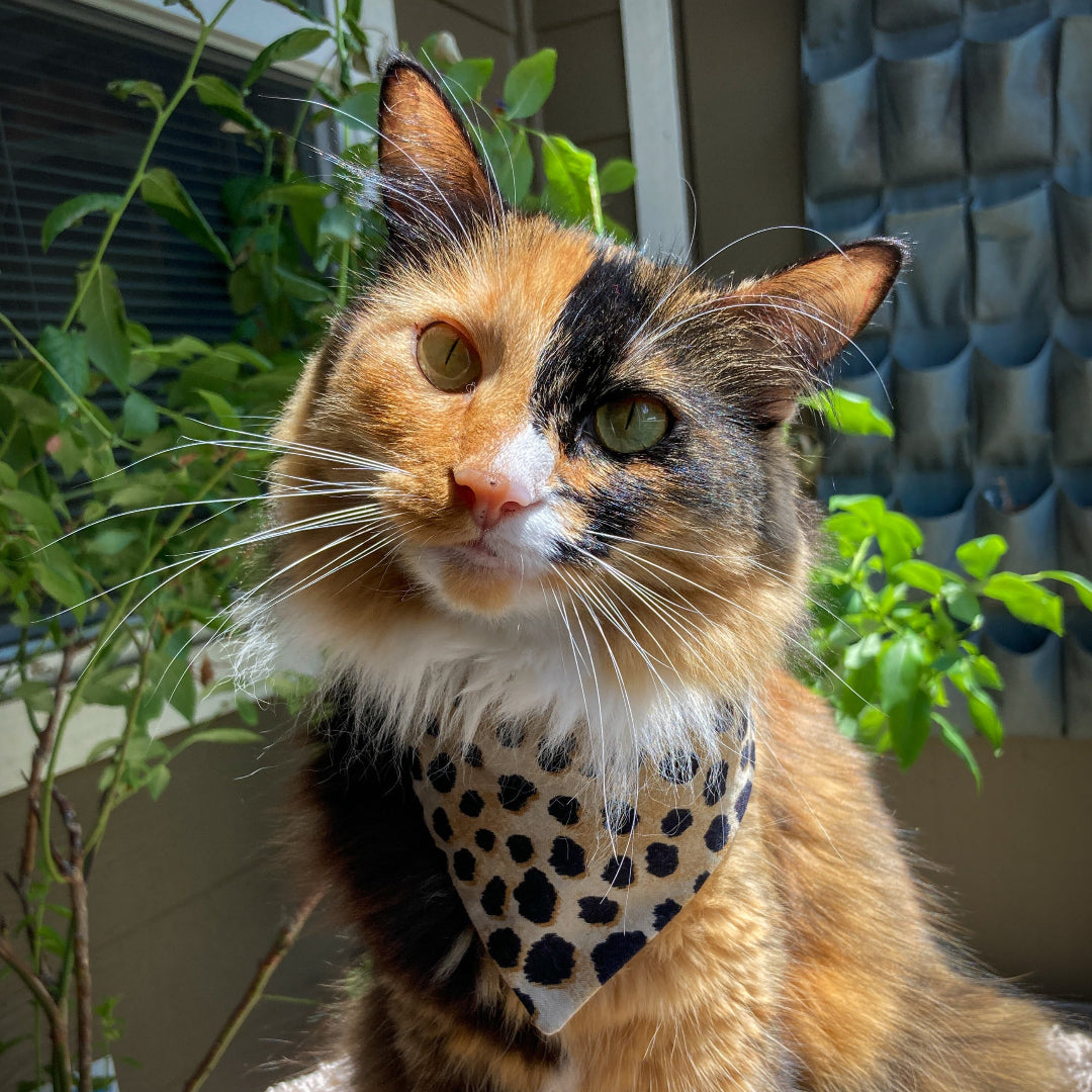 Ember the rescue cat inspiration for The Luminous Pets in reversible snap-on bandana