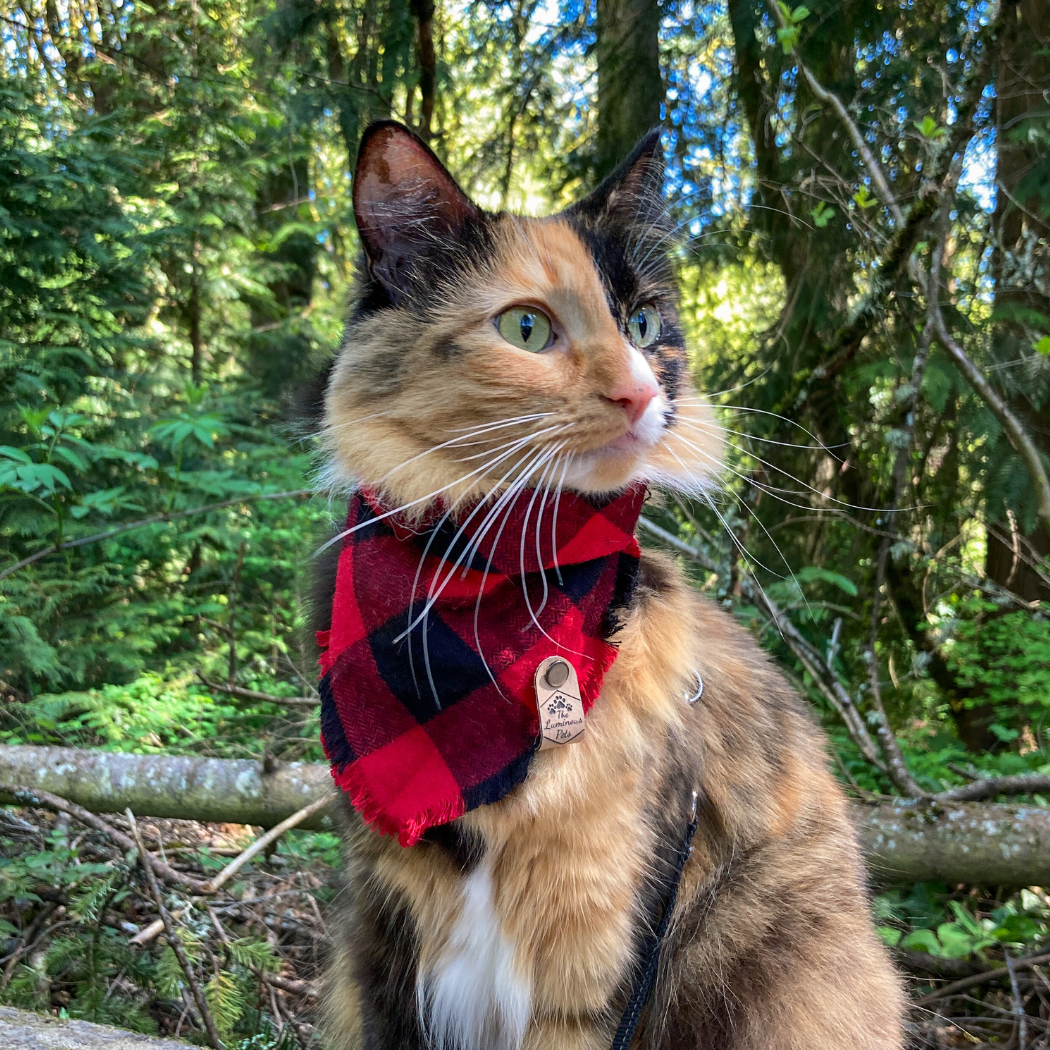 Ember the inspiration behind The Luminous Pets wearing buffalo checkered frayed bandana