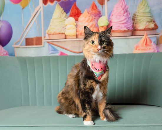Cat in Watermelon Bandana