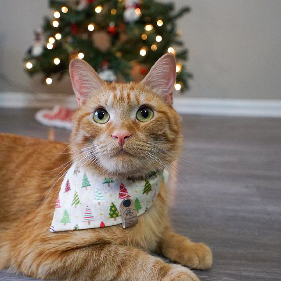 Orange Tabby Cat in Christmas Bandana by The Luminous Pets