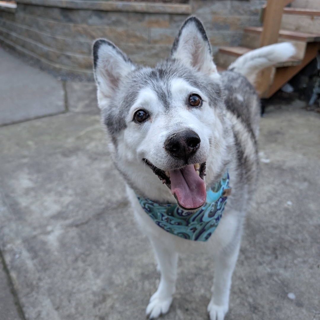 Husky in cherry blossom and great wave reversible snap on bandana by The Luminous Pets