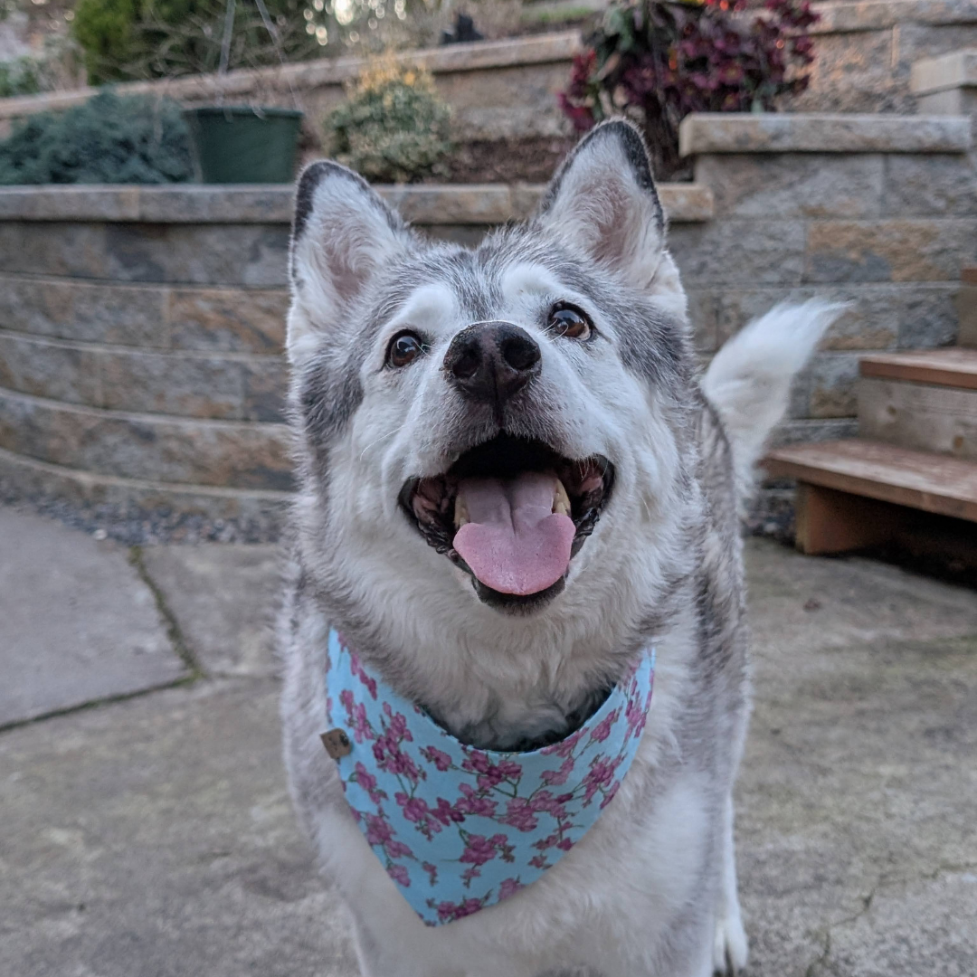 Husky in cherry blossom and great wave reversible snap on bandana by The Luminous Pets