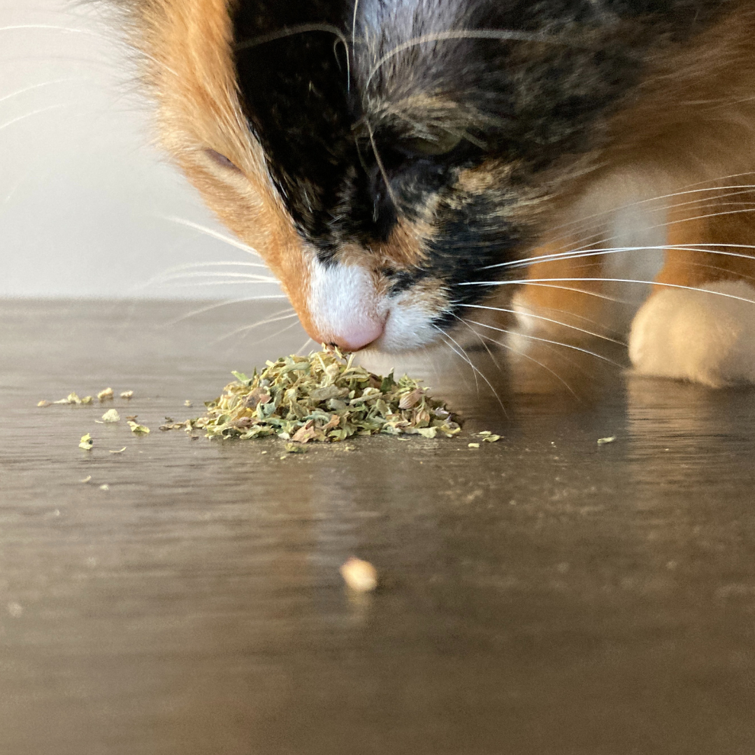 Cat eating loose leaf catnip with valerian root blend by The Luminous Pets
