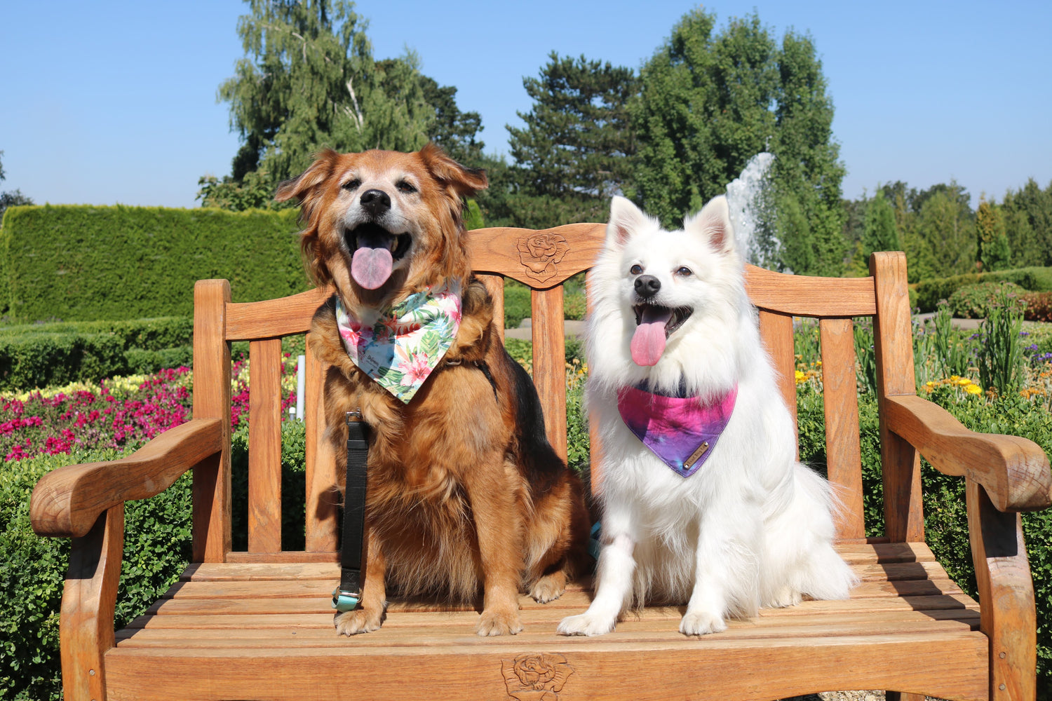 The Luminous Pets Furbabies Ronan and Kahlua at the Oregon Gardens as Bandana Models