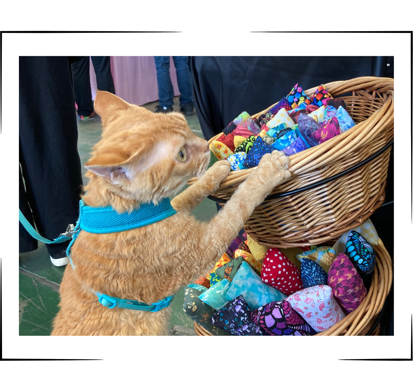 Orange Tabby Rex Playing with Catnip and Valerian Root Cat Toys by The Luminous Pets