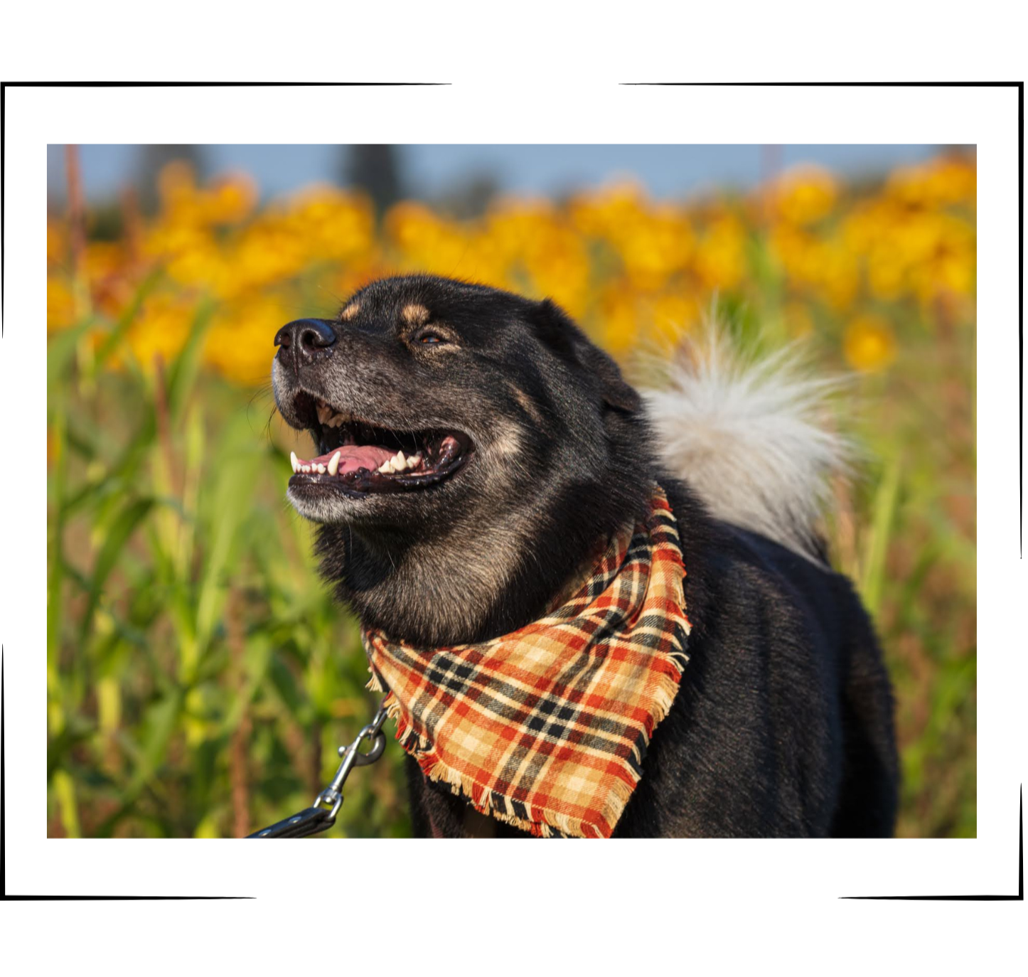 The Luminous Pets Snap On Bandana on Akita Malamute Mix
