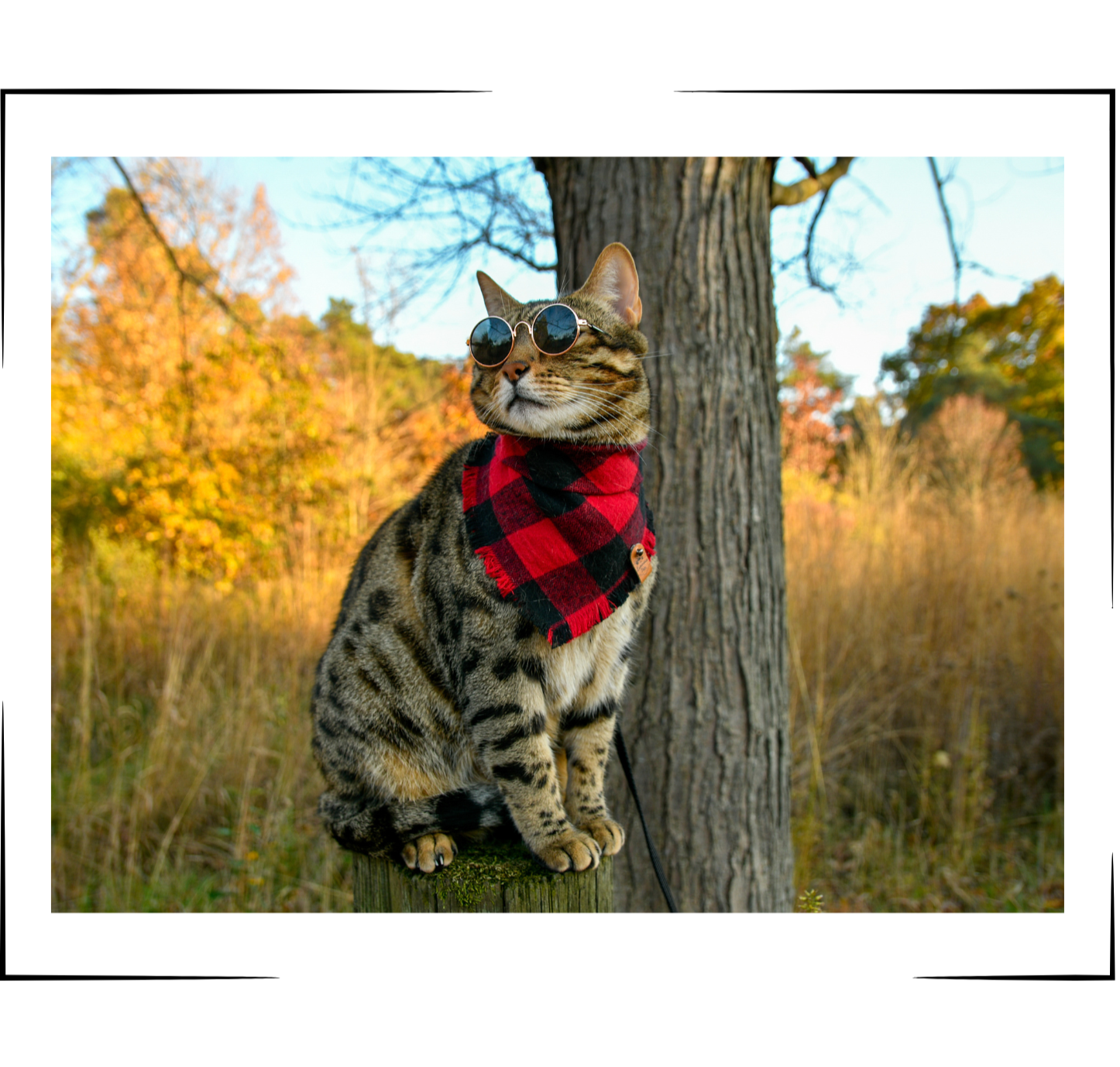 The Luminous Pets Snap On Bandana on Bengal Cat in Glasses