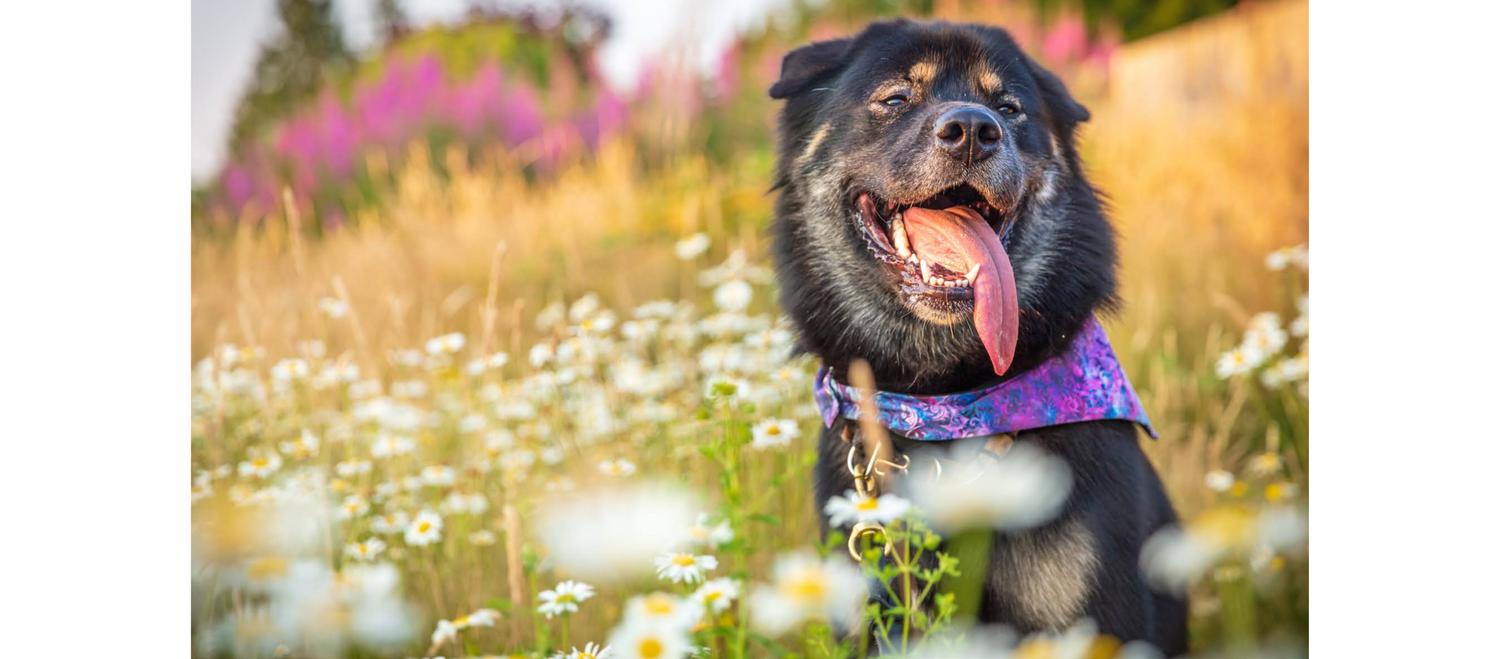 The Luminous Pets Reversible Cotton Bandana on Akita Malamute Mix in Field of Flowers