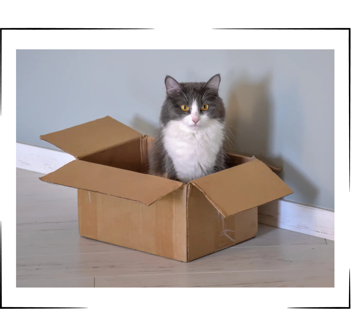 Cat in Recyclable Box