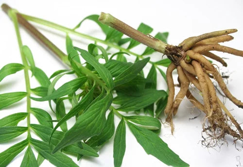 Valerian Root Plant and Root