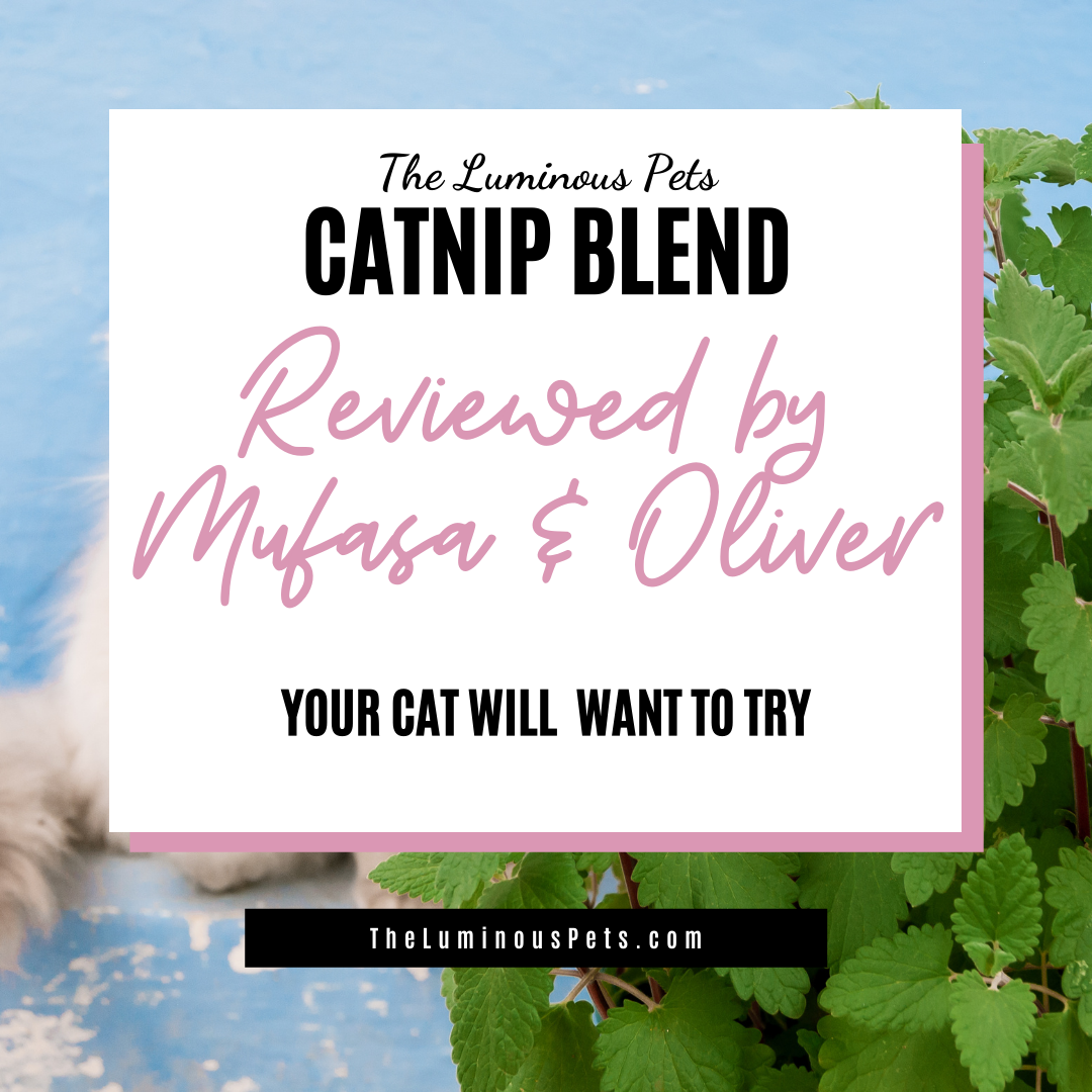 Testimonial of Our Catnip Blend: Mufasa and Oliver