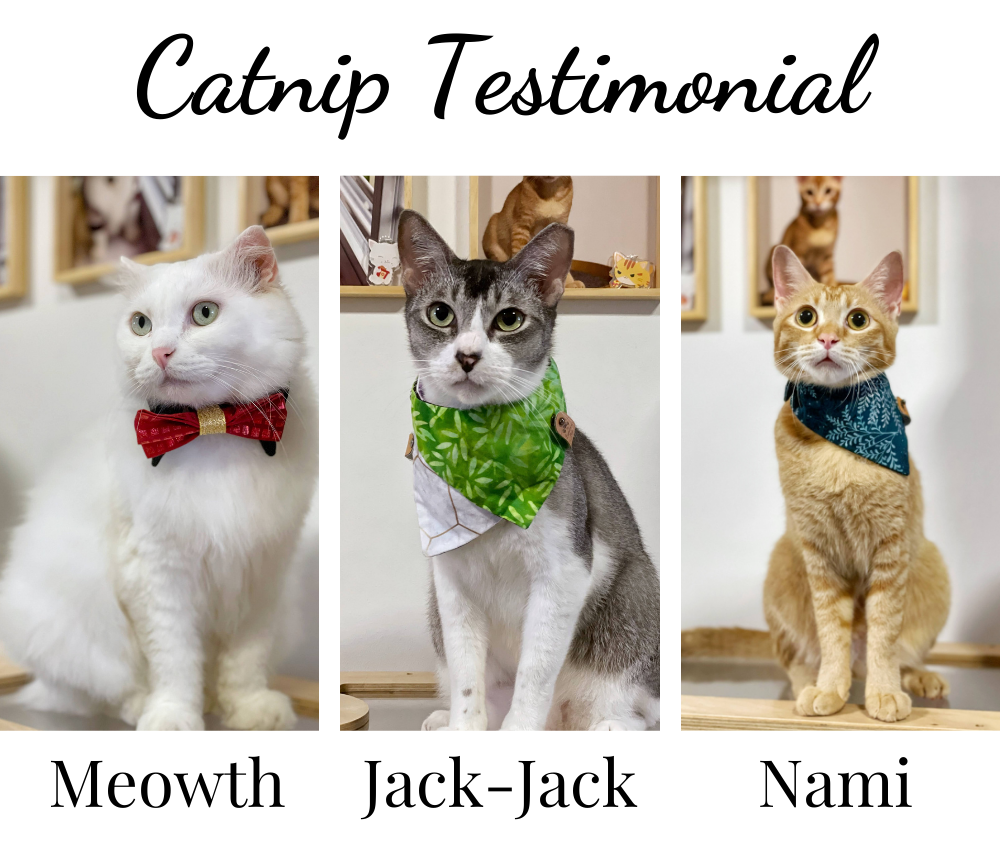 Testimonial of Our Catnip Blend: Meowth, Nami, and Jack-Jack