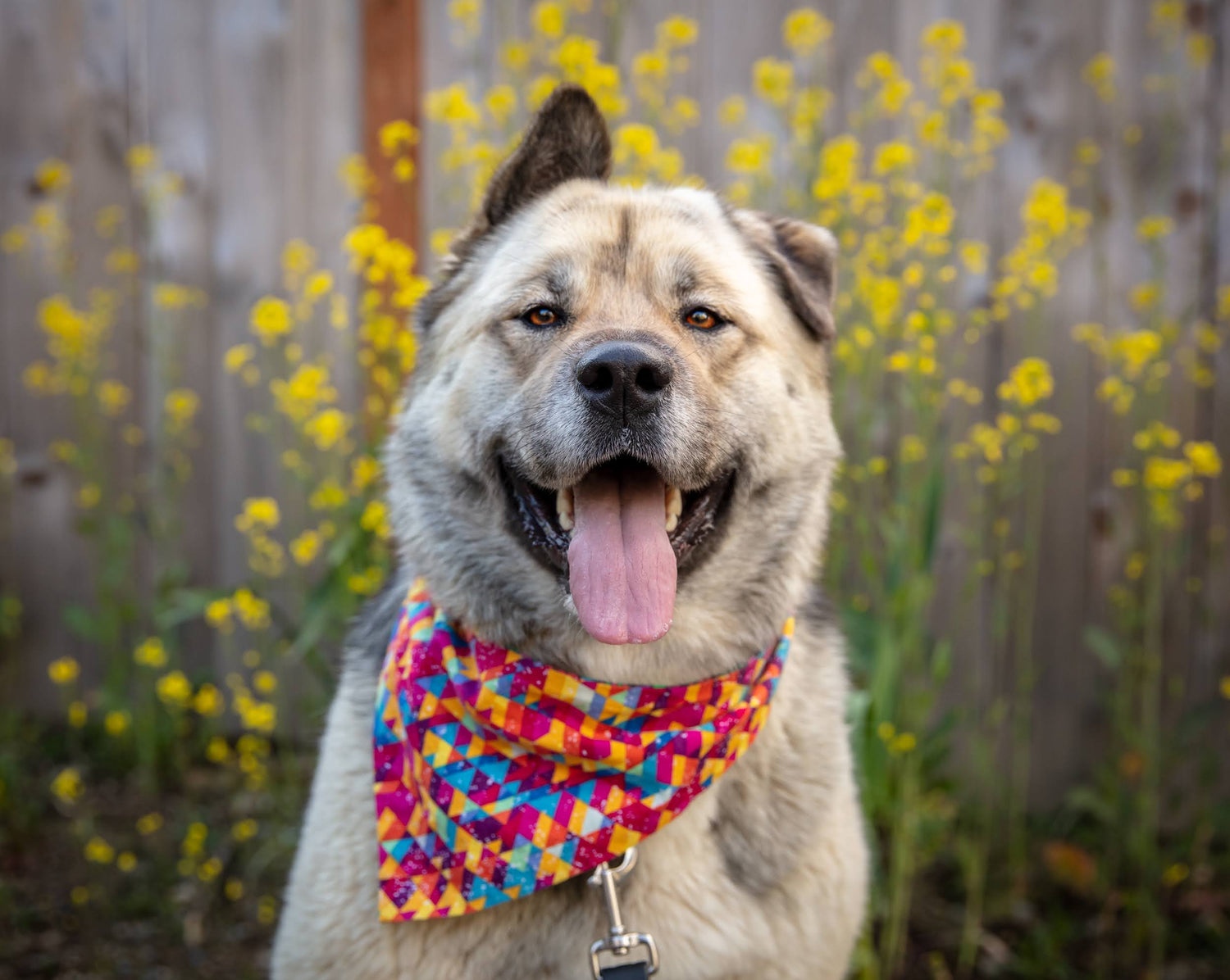 Sale: X-Large Bandana