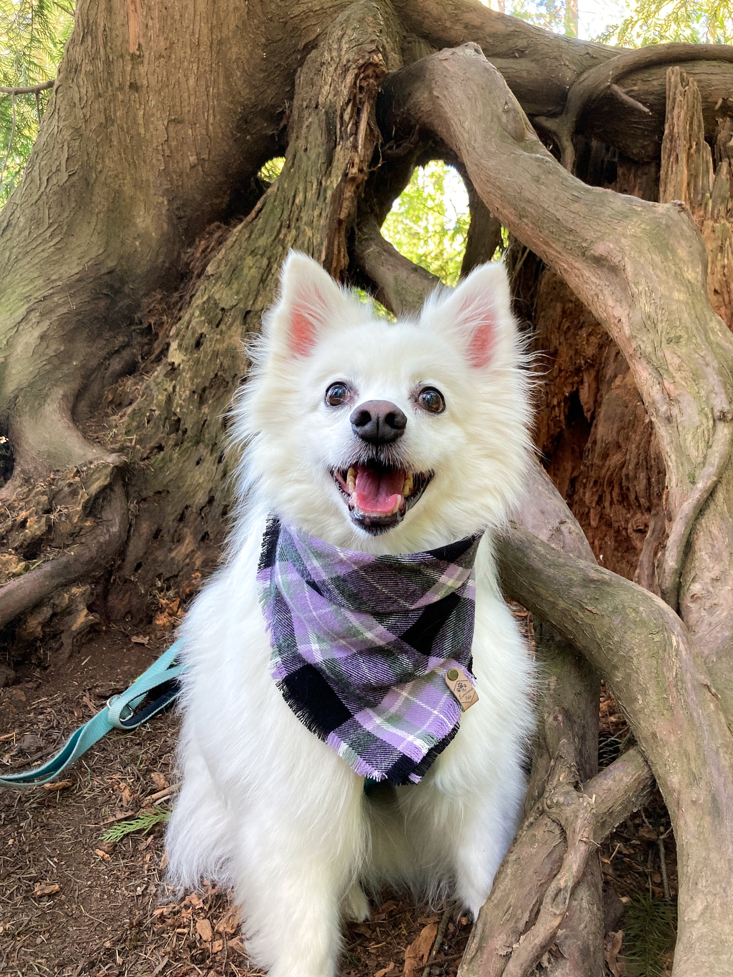 American Eskimo Dog in Purple Plaid Bandana by The Luminous Pets | Dog and Cat Accessories