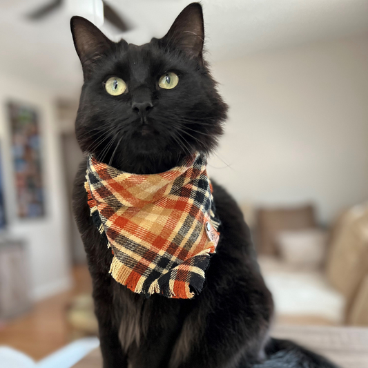 Black cat in fall plaid bandana | Snap on bandanas are handmade by The Luminous Pets