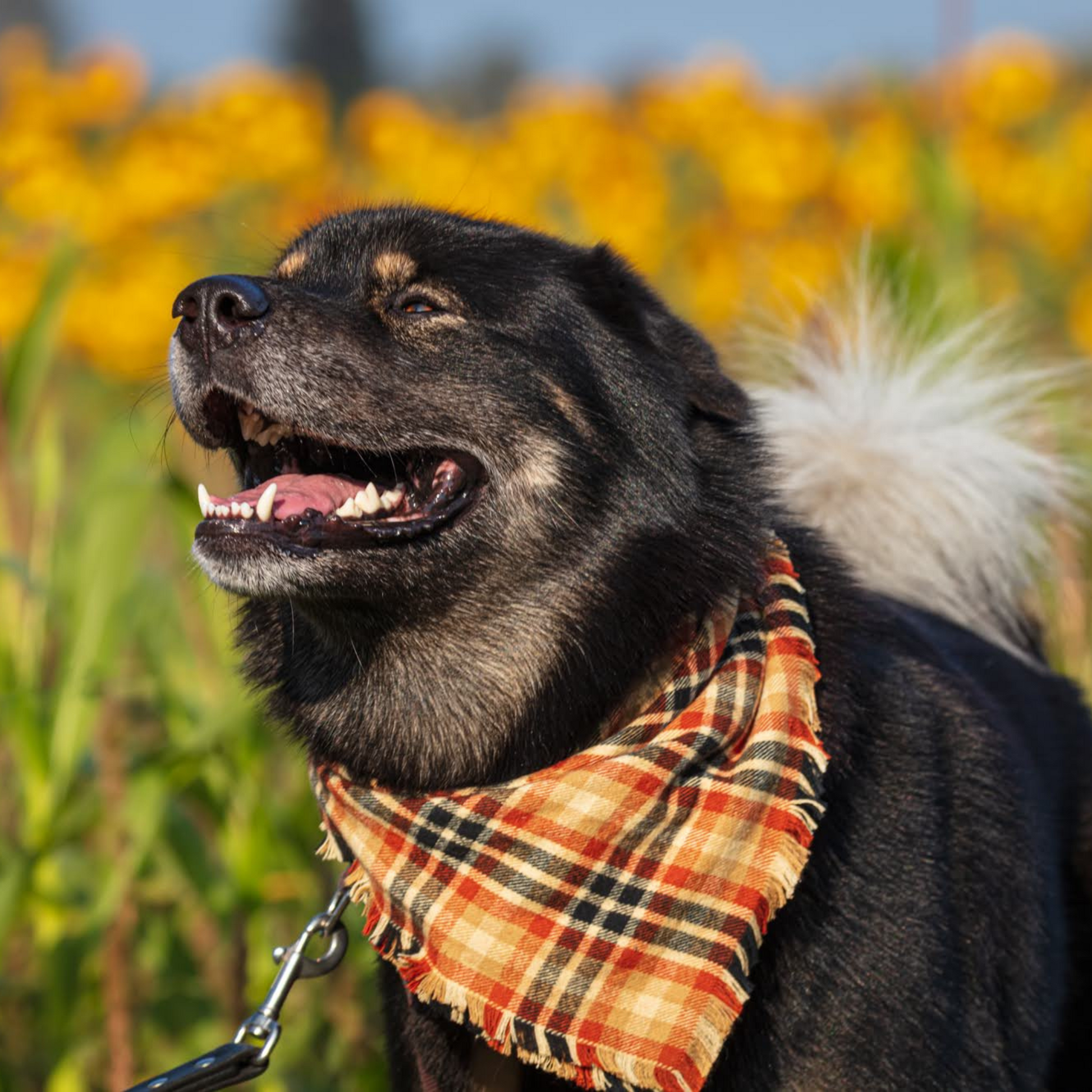 Cute mixed breed dog in bandana | Fall pet bandanas by The Luminous Pets