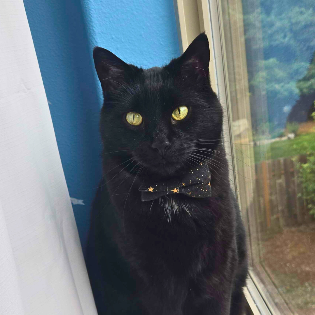 Black cat wearing a bow tie indoors with a window in the background