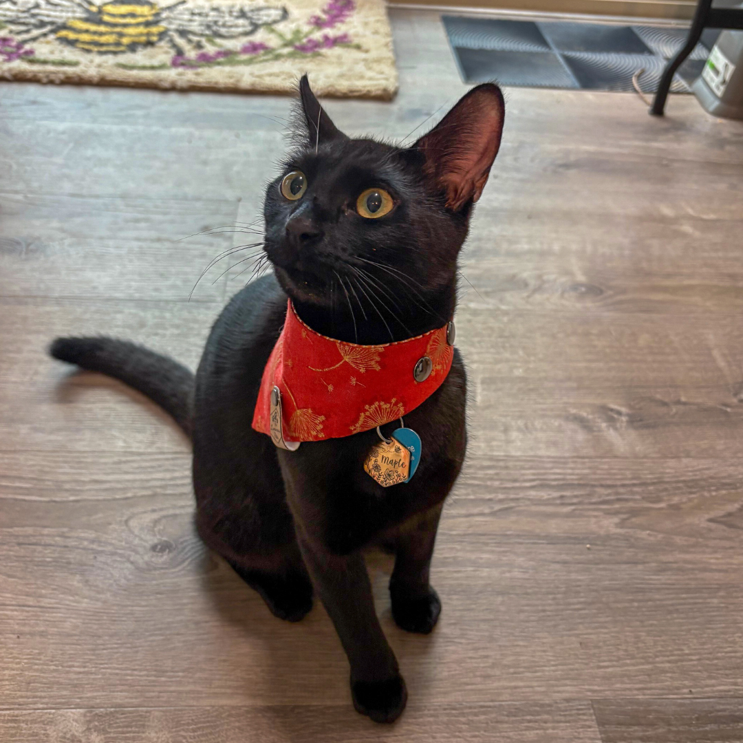 Black kitten in snap on bandana by The Luminous Pets _ wishes and art deco orange