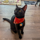 Black kitten in snap on bandana by The Luminous Pets _ wishes and art deco orange
