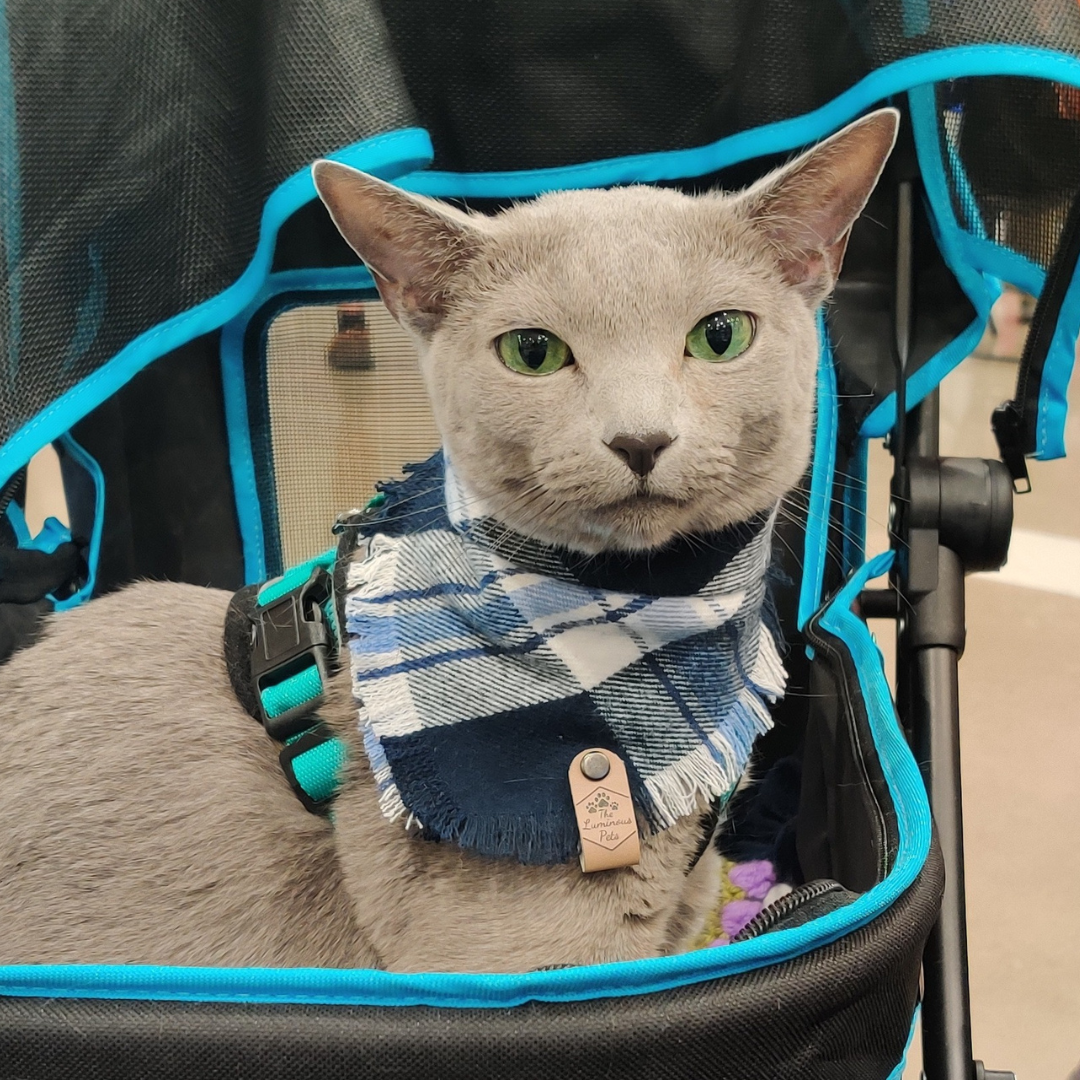 Russian blue cat in blue bandana by The Luminous Pets