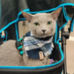 Russian blue cat in blue bandana by The Luminous Pets