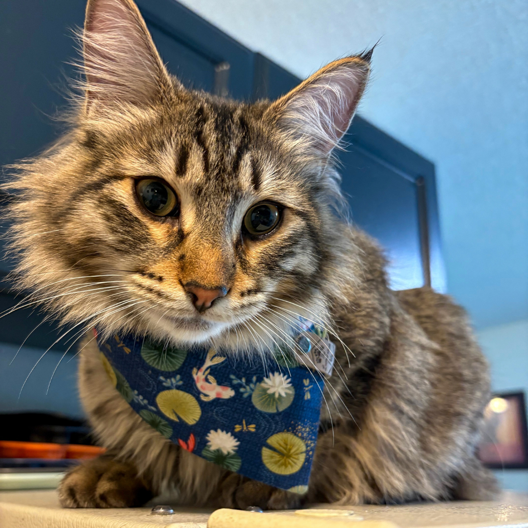 Brown tabby kitten in snap on bandana by The Luminous Pets_Koi Fish and Great Waves