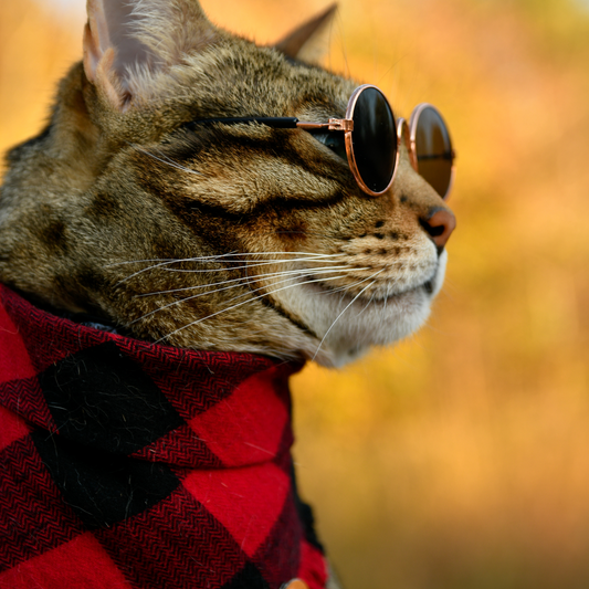 Bengal Cat in glasses and cat bandana | Red and black buffalo checkered pet bandana
