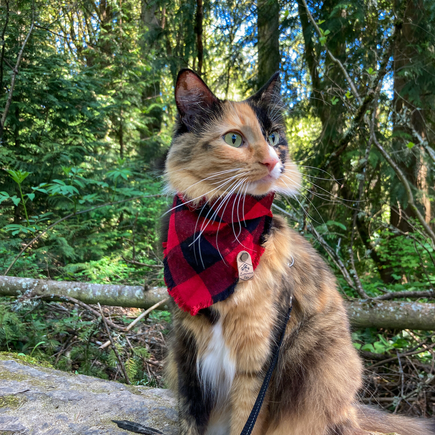 Torbie adventure cat on a forest hike in a buffalo plaid cat bandana | Handmade cat accessories by The Luminous Pets