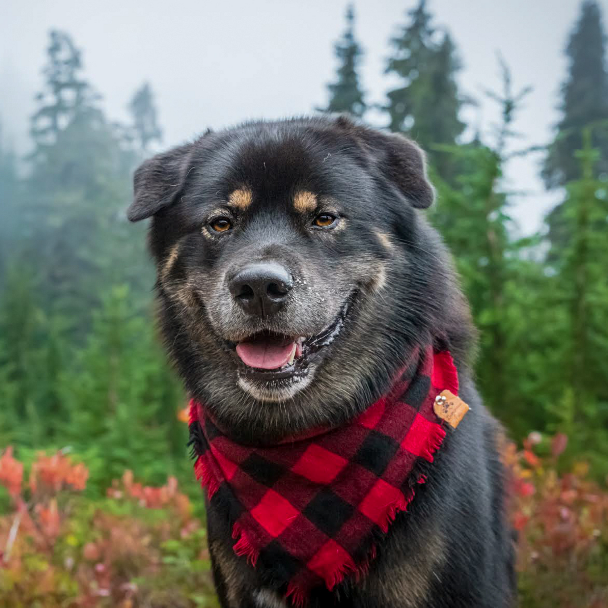 Cute dog on a hike in the Pacific Northwest wearing a buffalo plaid pet bandana | The Luminous Pets