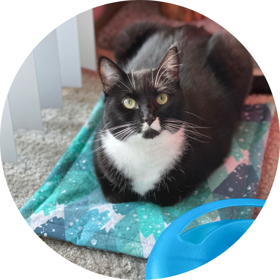 Tuxedo Cat on Catnip Mat | The Luminous Pets