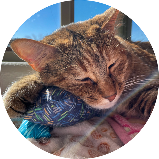 Tabby Cat with Catnip Toy by The Luminous Pets