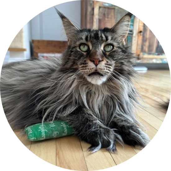 Mainecoon cat with catnip Toy by The Luminous Pets