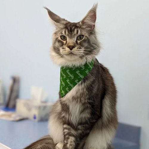 Young mainecoon kitten in snap on bandana by The Luminous Pets