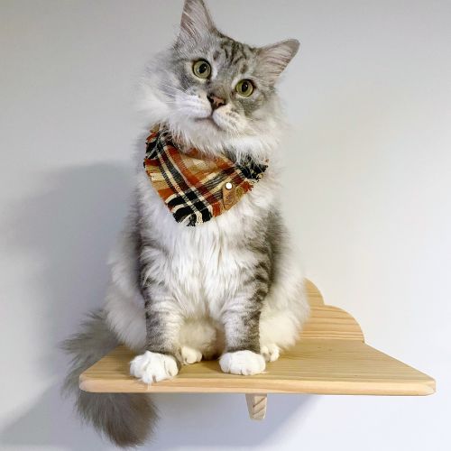 Long haired cat in snap on bandana by The Luminous Pets