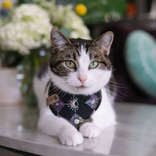 Brown and white tabby cat in snap on bandana by The Luminous Pets