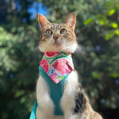 Brown and white tabby cat in snap on bandana by The Luminous Pets
