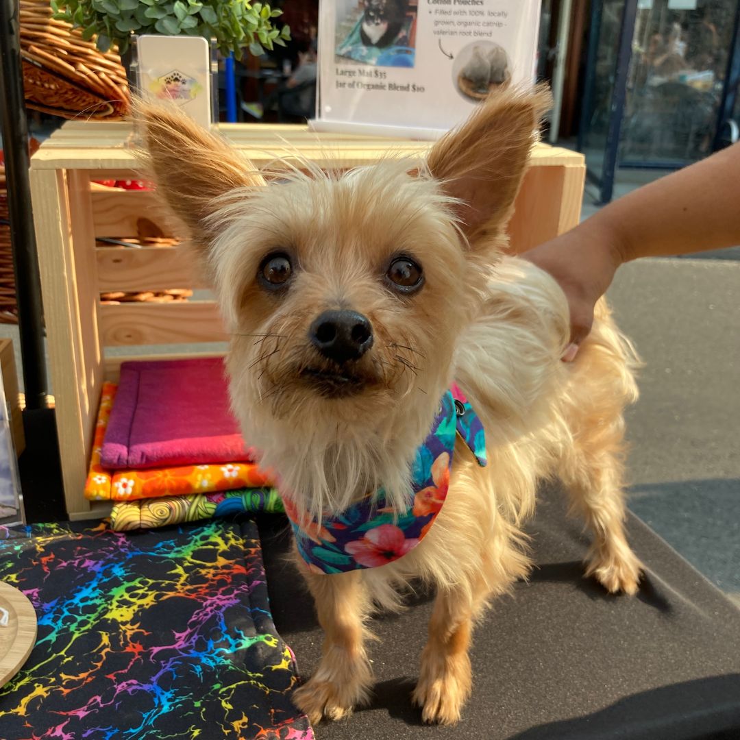 Chihuahua in The Luminous Pets Snap on Bandana at A Summer Street Fair