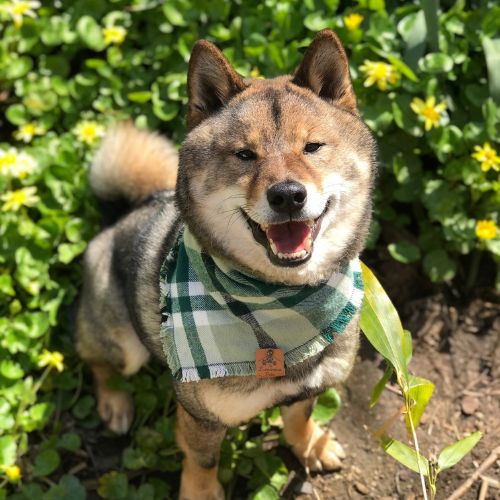 Shikoki Inu in snap on bandana by The Luminous Pets