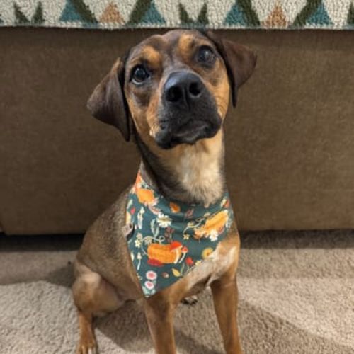Mixed breed dog in snap on bandana by The Luminous Pets