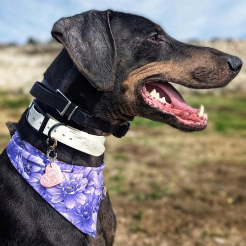 Doberman in snap on bandana by The Luminous Pets