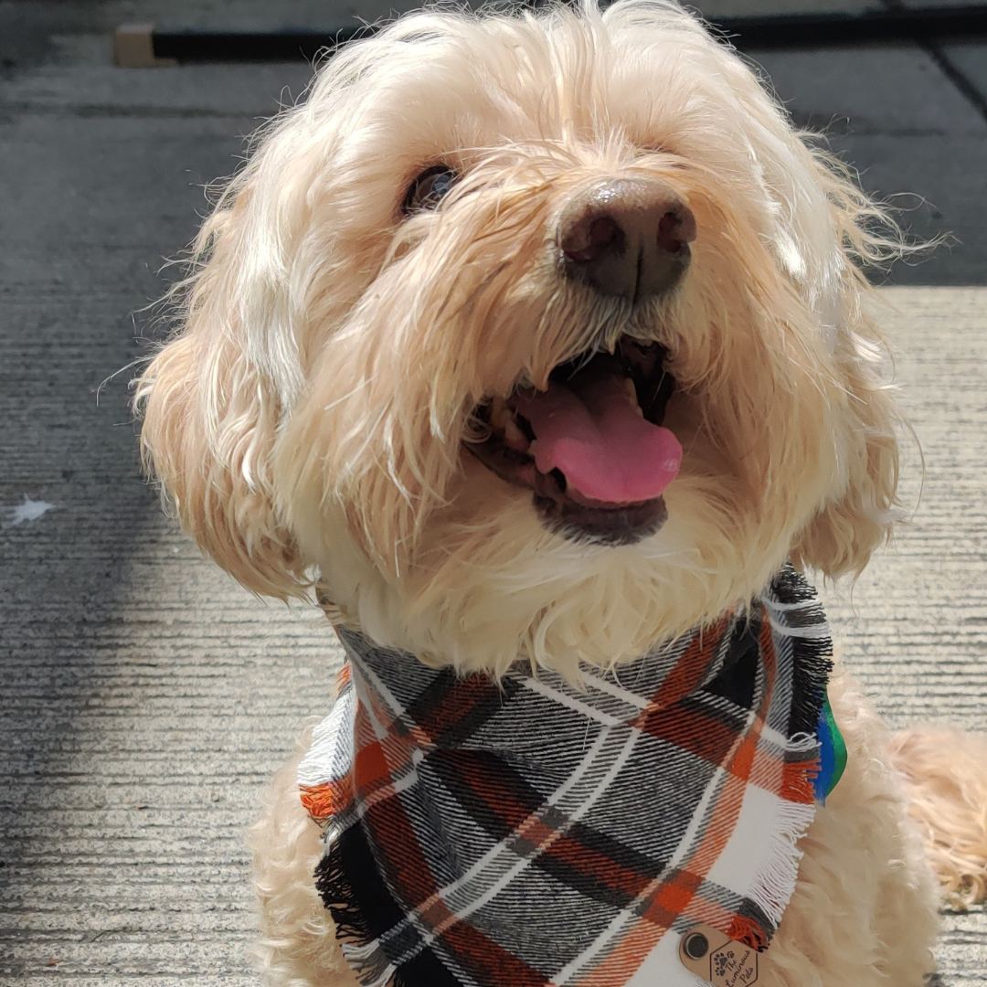 Dog wearing a plaid bandana by The Luminous Pets