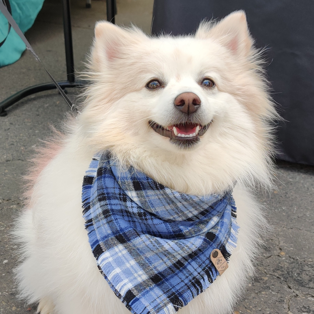 White dog wearing a blue plaid bandana by The Luminous Pets