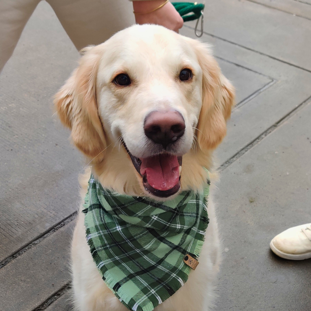 Happy golden retriever wearing a green plaid bandana by The Luminous Pets