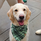 Happy golden retriever wearing a green plaid bandana by The Luminous Pets